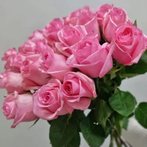 АКЦИЯ 11 роз ЭКВАДОР 50 см под ленту