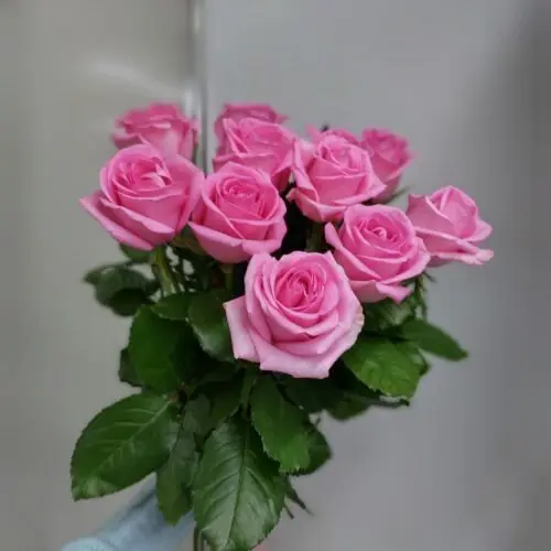 АКЦИЯ 9 роз ЭКВАДОР 50 см под ленту