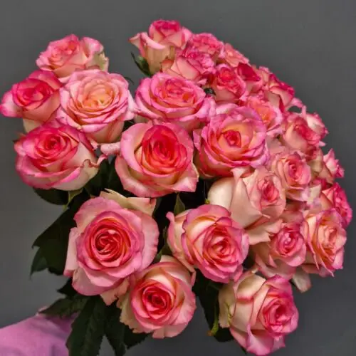 АКЦИЯ 25 роз России под ленту